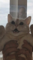 Freehard