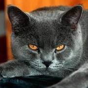 Valery