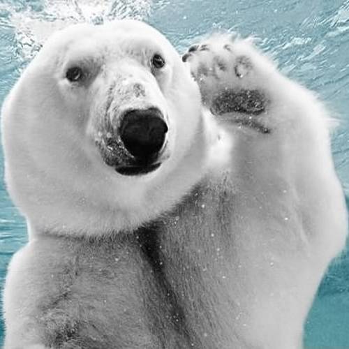 CyBear