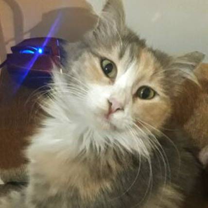 КОТЭТОПОВОРОТ !