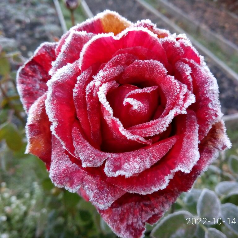 Партизан28678184