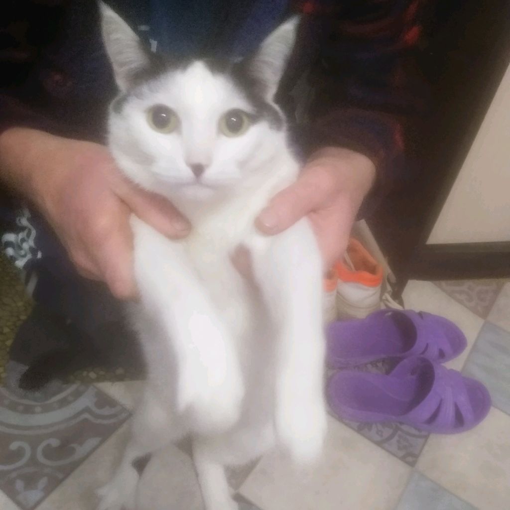 Светик