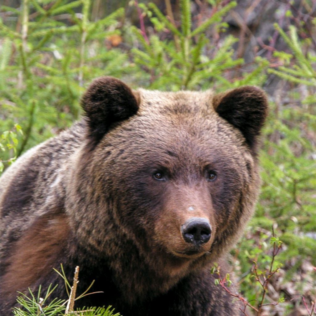 Кирилл