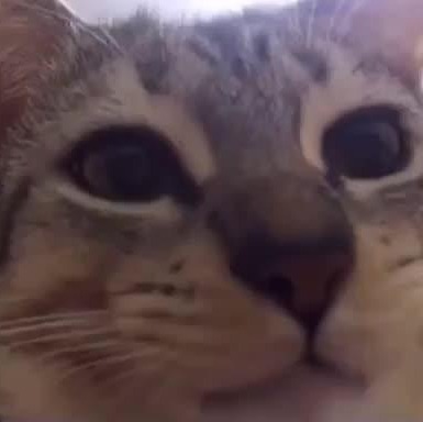 ChompingCat