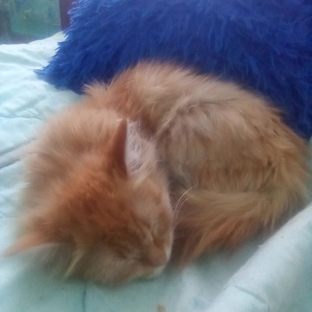 Варюха кошка