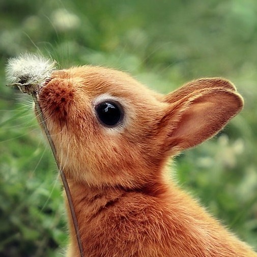 RedRabbit