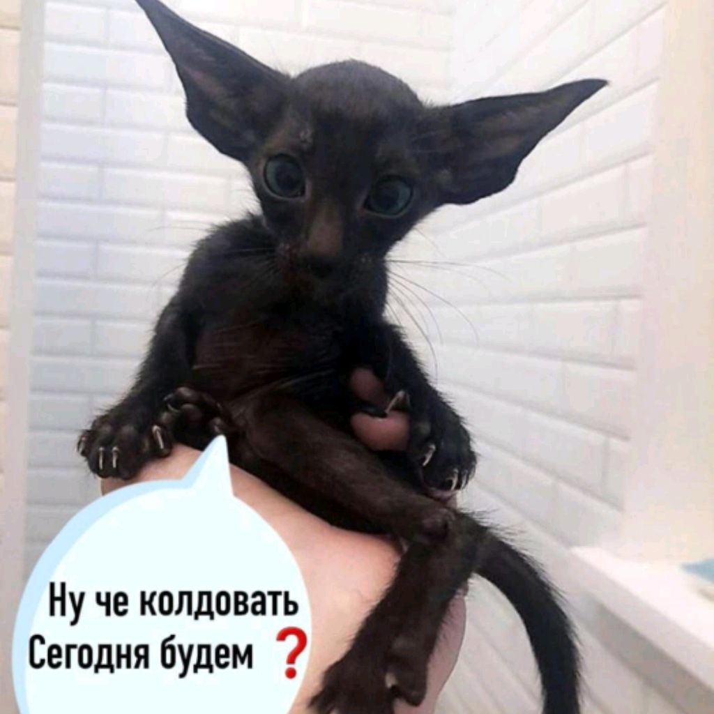 ШУ