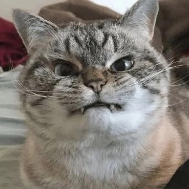 Добрый Коть