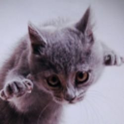 ReacriveCat