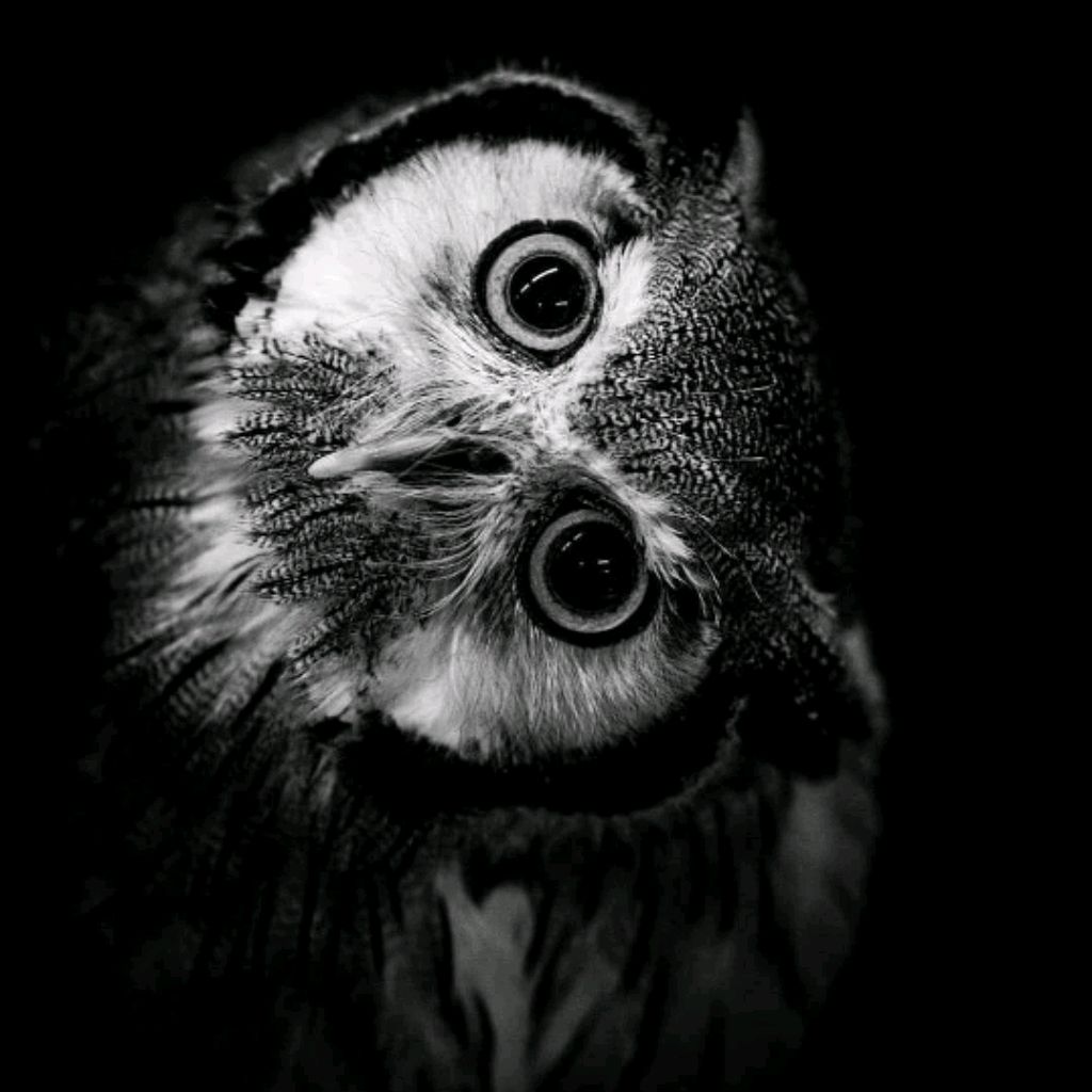 RitaOwl