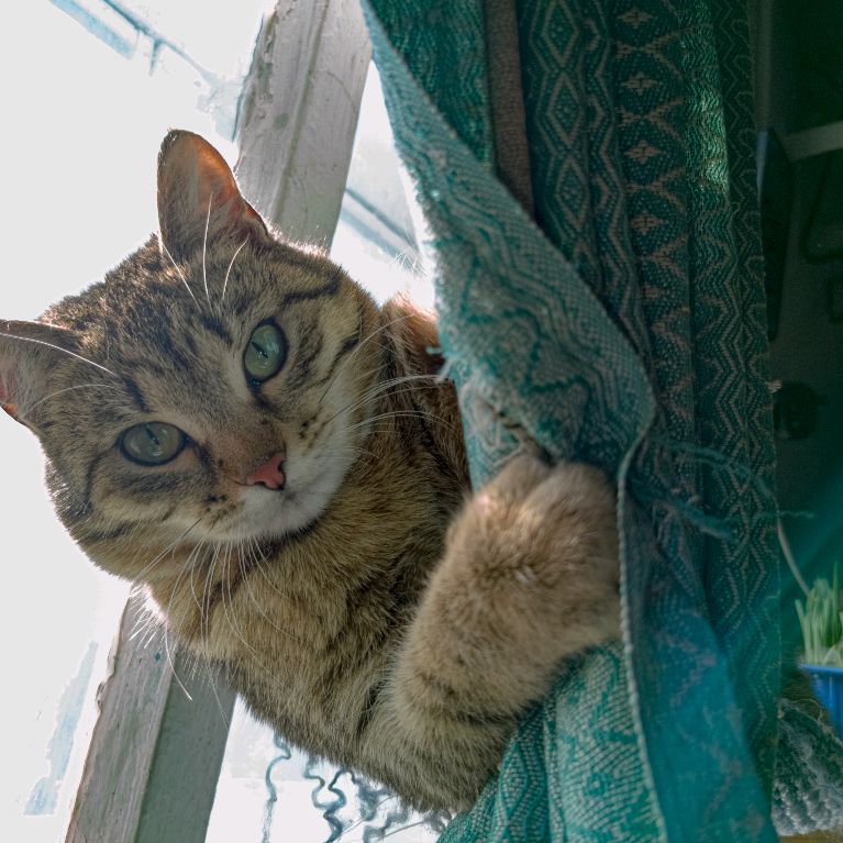 ДляКотика