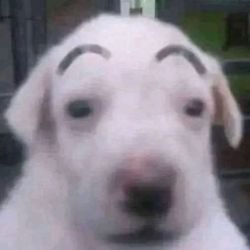 чаŭнuк