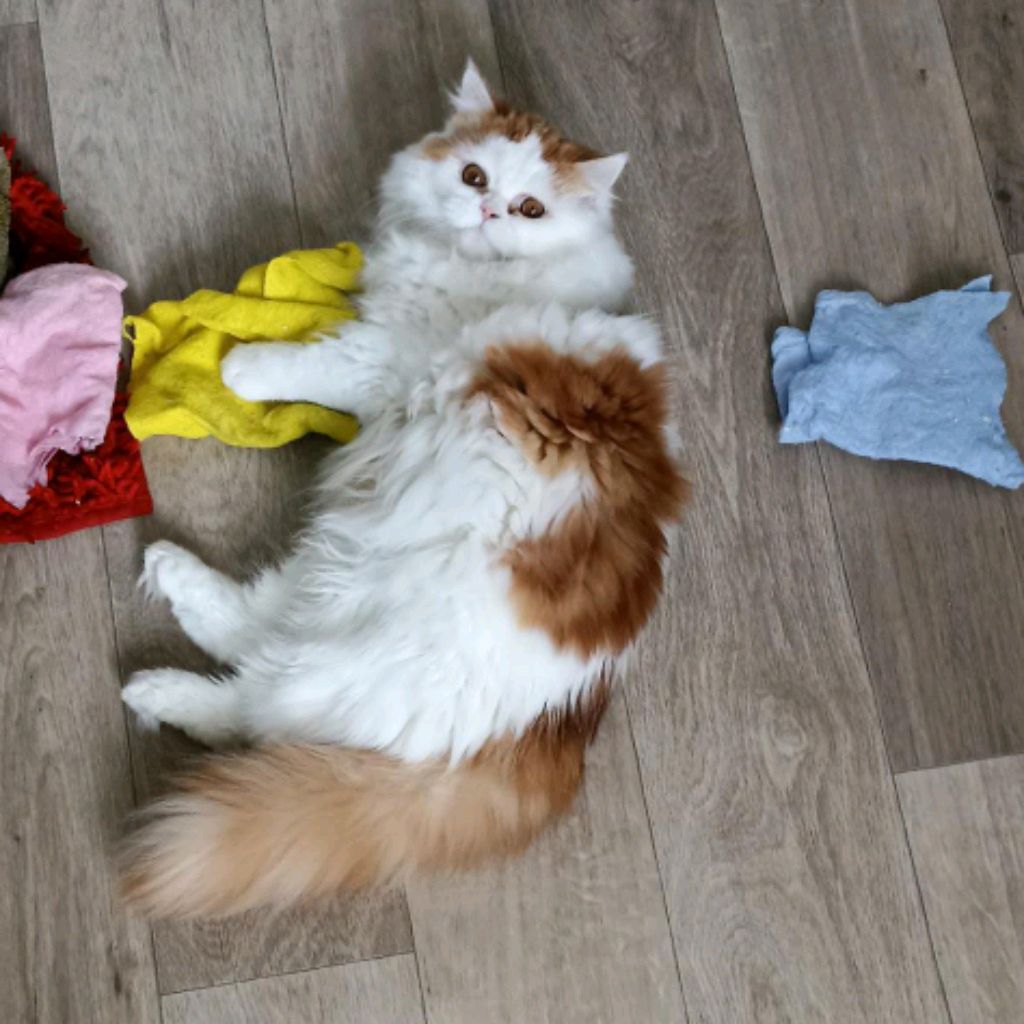 Милана и кот