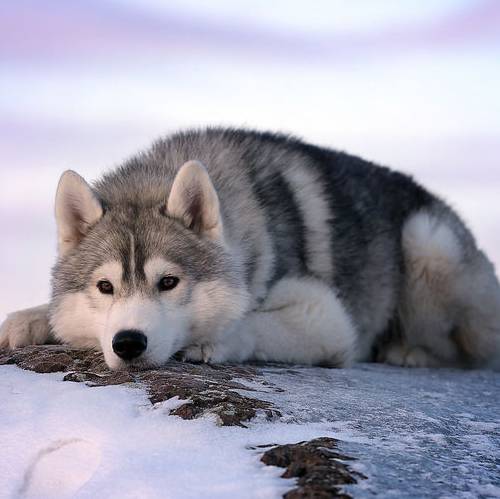 EvGeNy