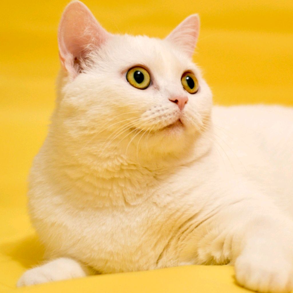 Мои животные