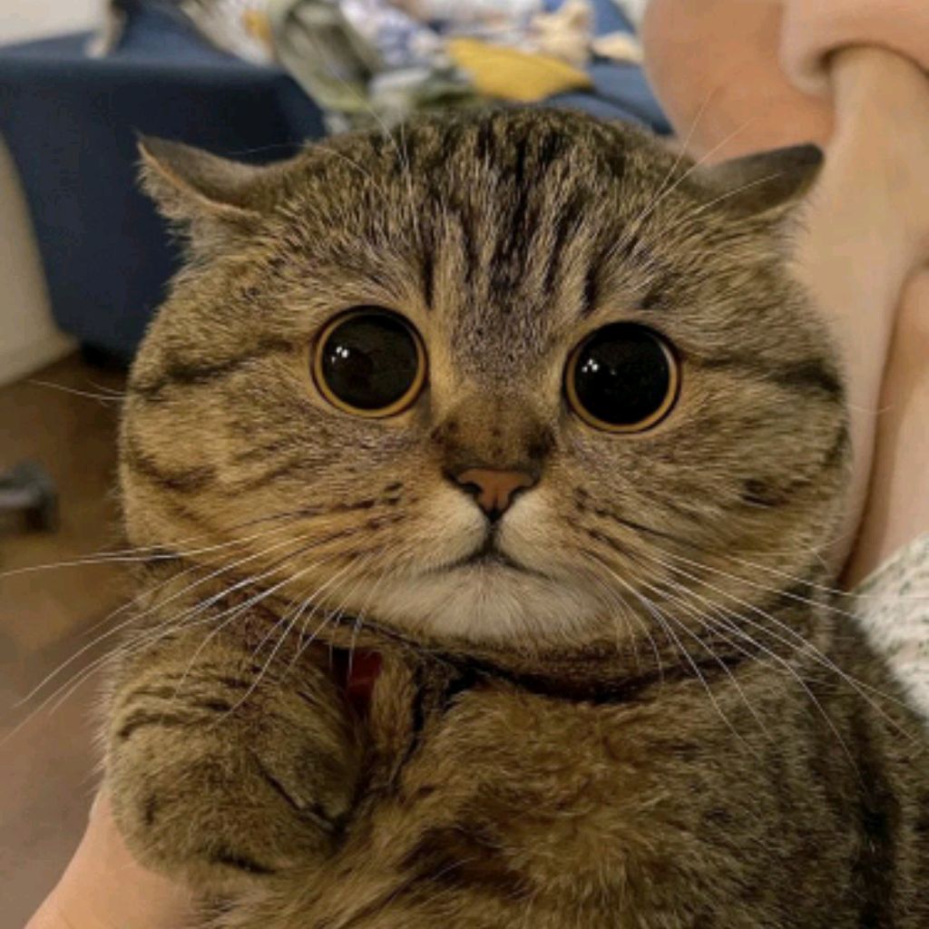 Собака сутулая