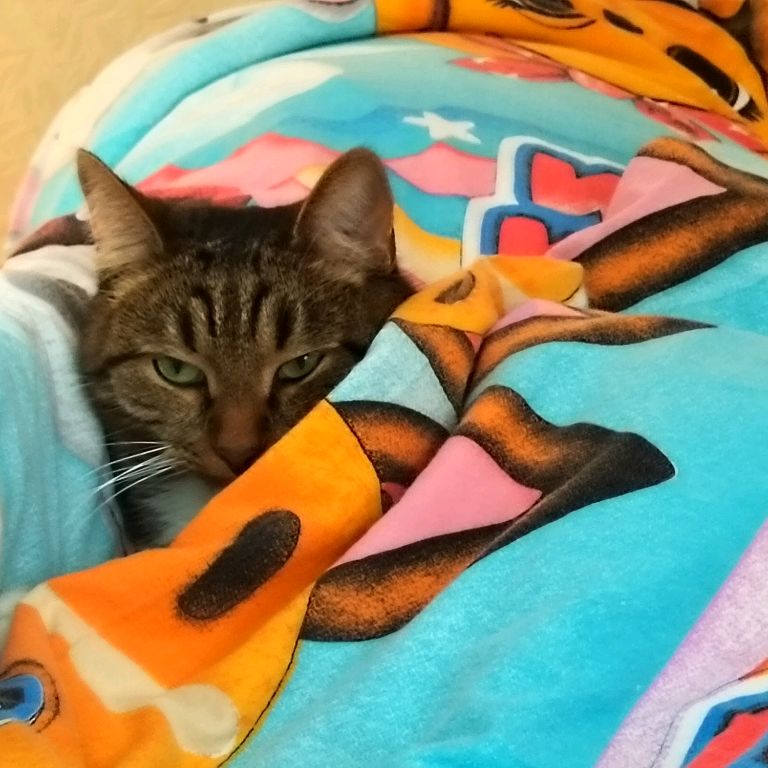 Марсик кот
