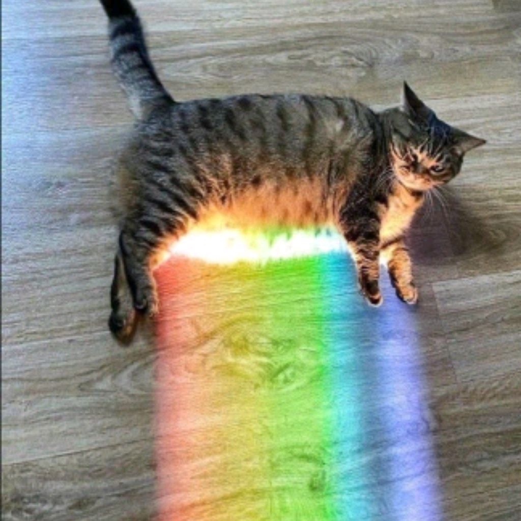 biksa_princa