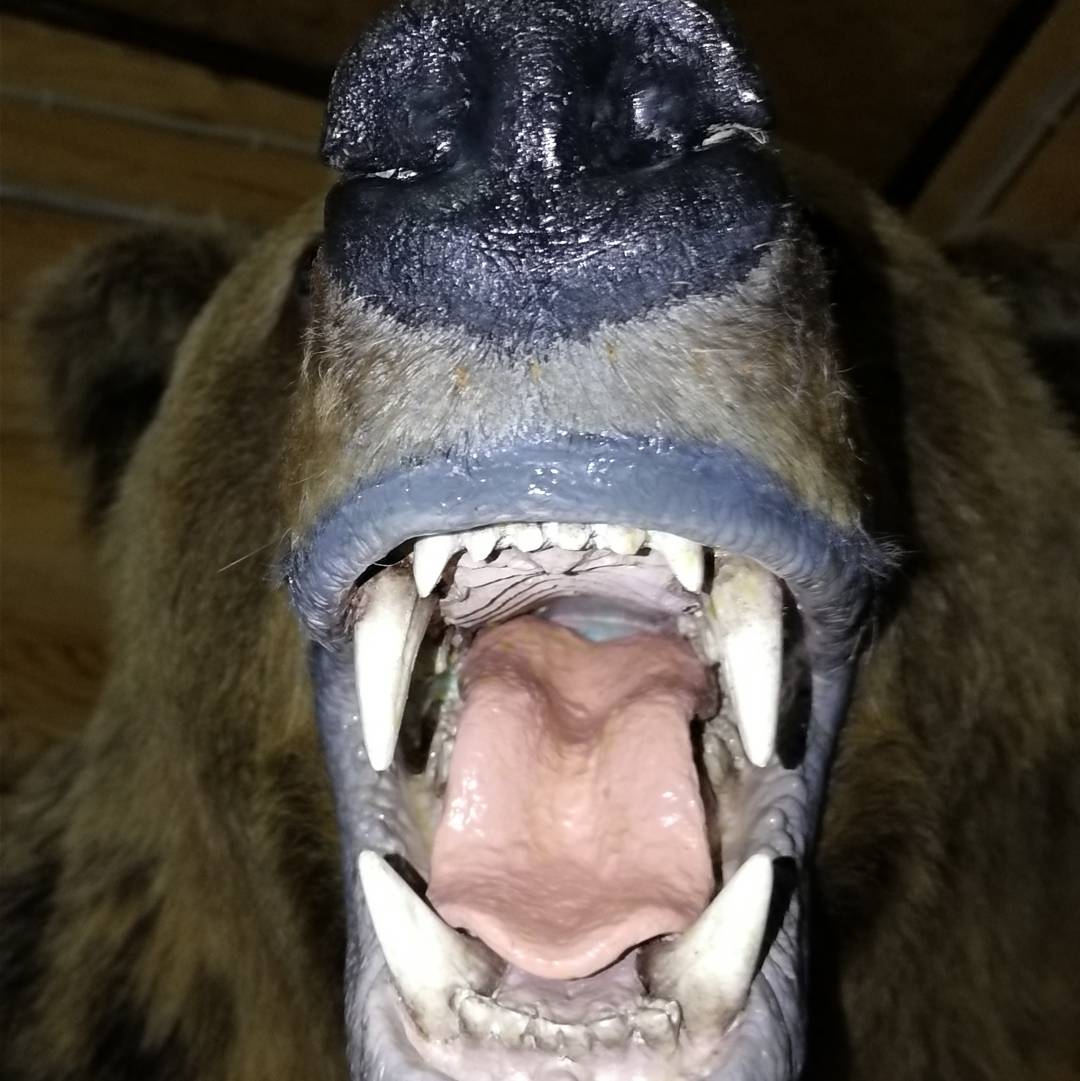 Orso