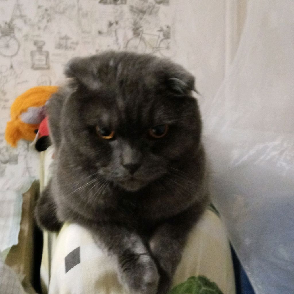 Д