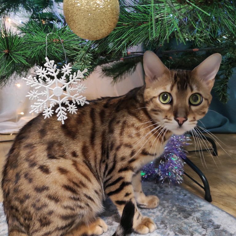 Крис