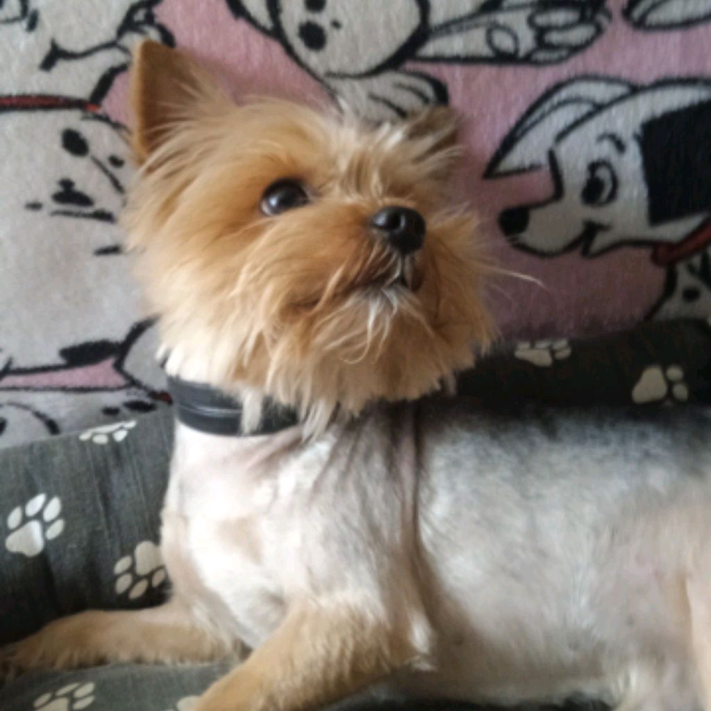 🦊Ширшунчик🦊 и Арчи❤🐶