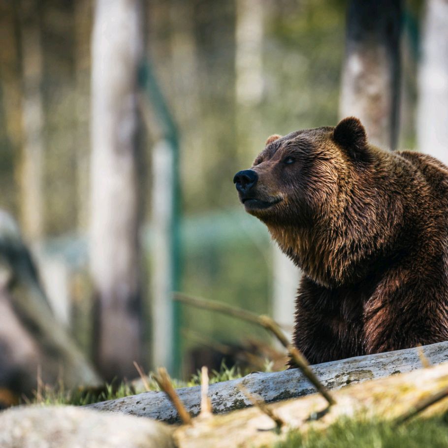 kosmozoo