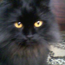 NELENA