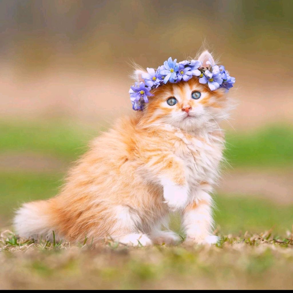 Котик ксюша