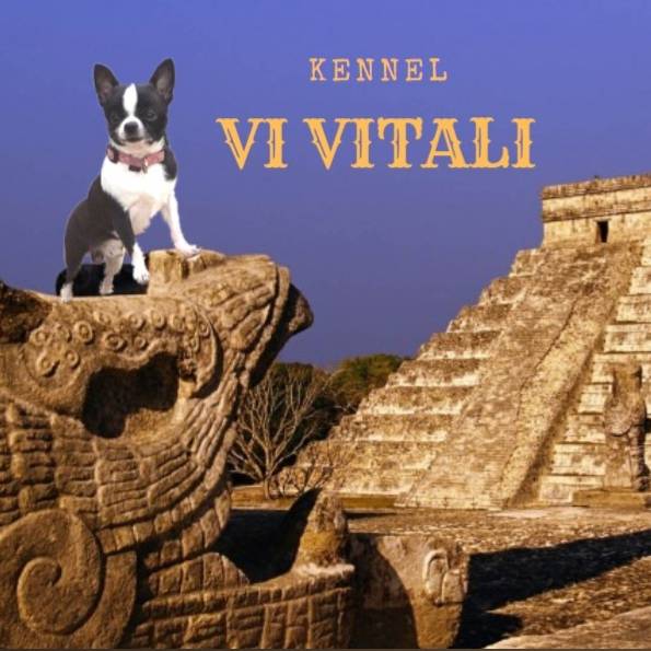 VI VITALI kennel сhiwawa