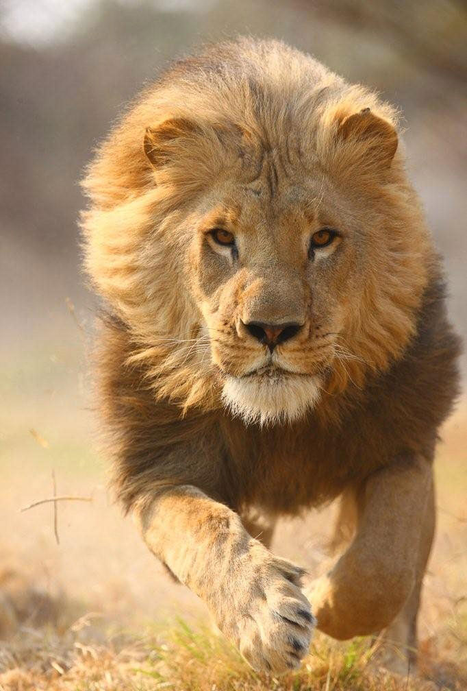 David