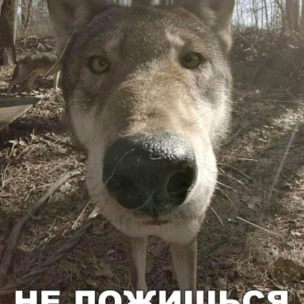 Дмитрий