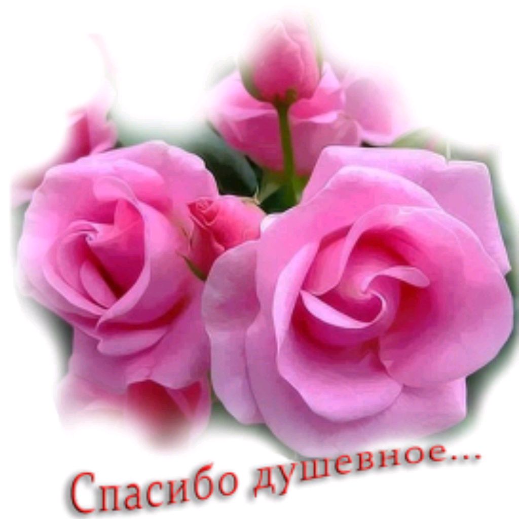 Елена Овсянникова