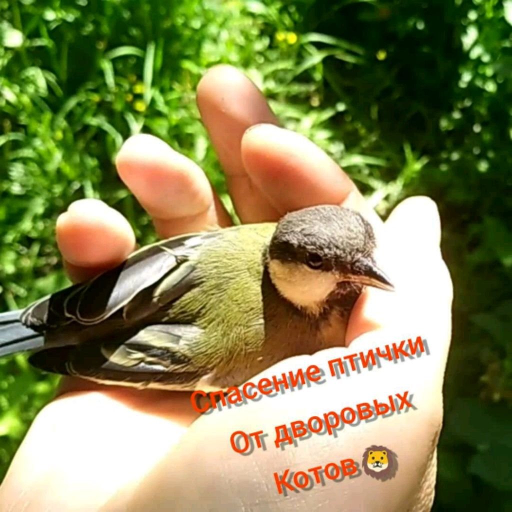 Житейские дела