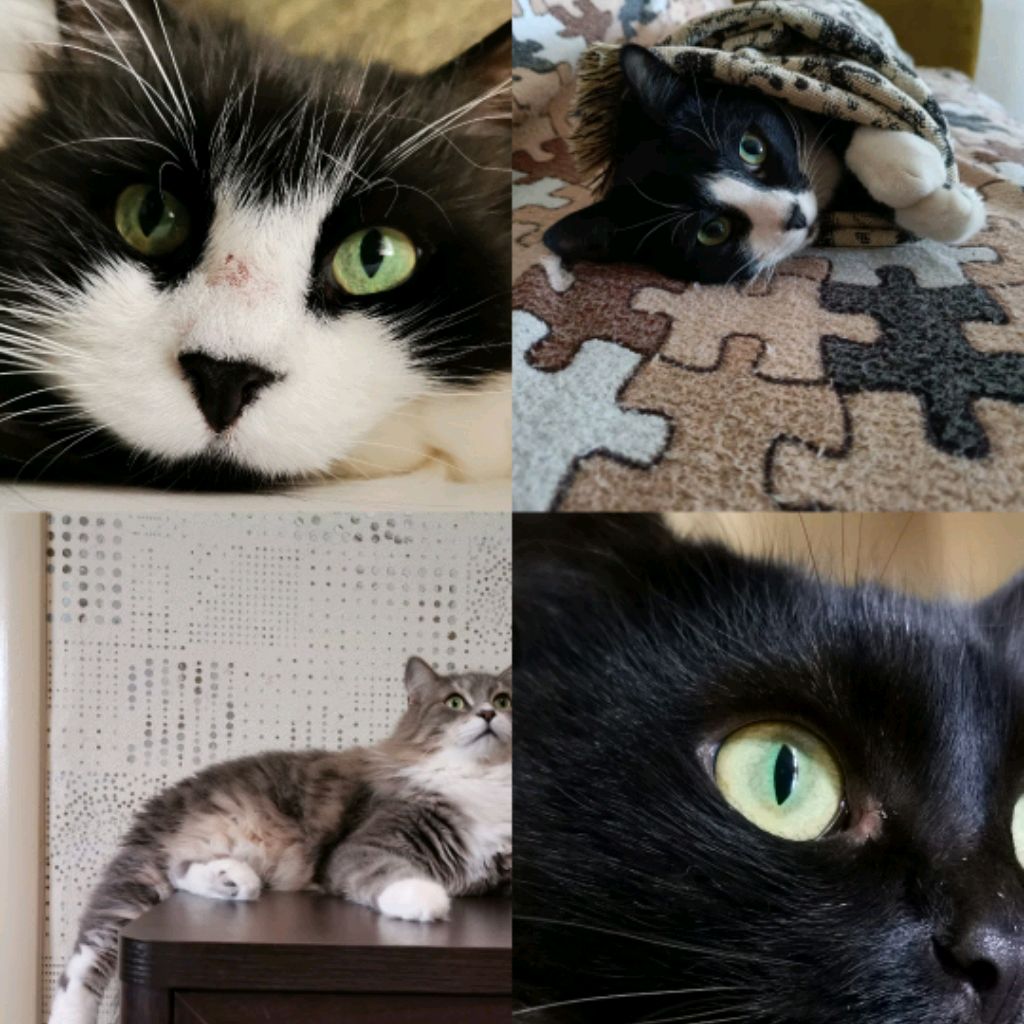 4 котика