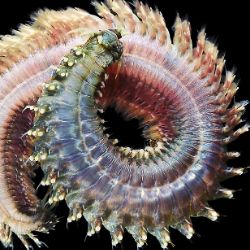 InvertebrateSqueezing