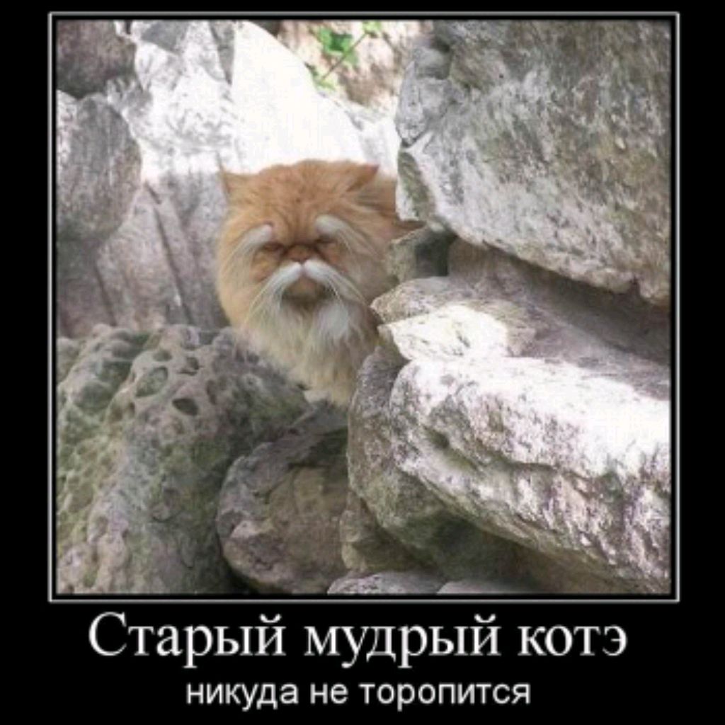 Мудрый кот (cova cova)
