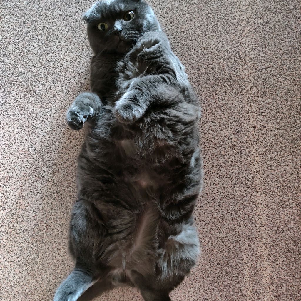 Кот роблокс