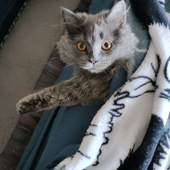 Кот Толян