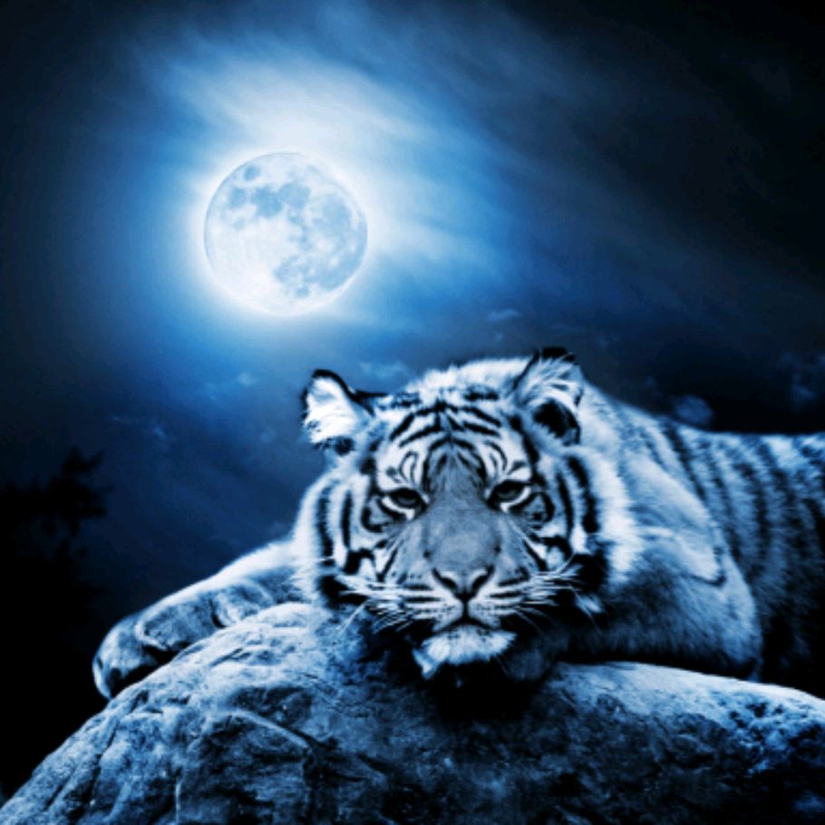 TigerMoon