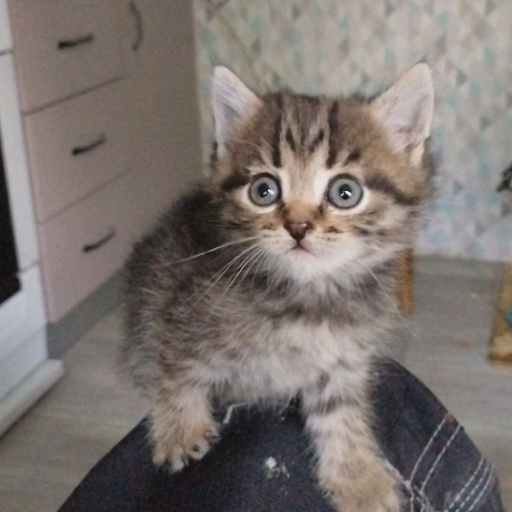 SamRus