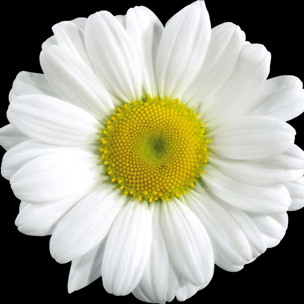 Flower World.