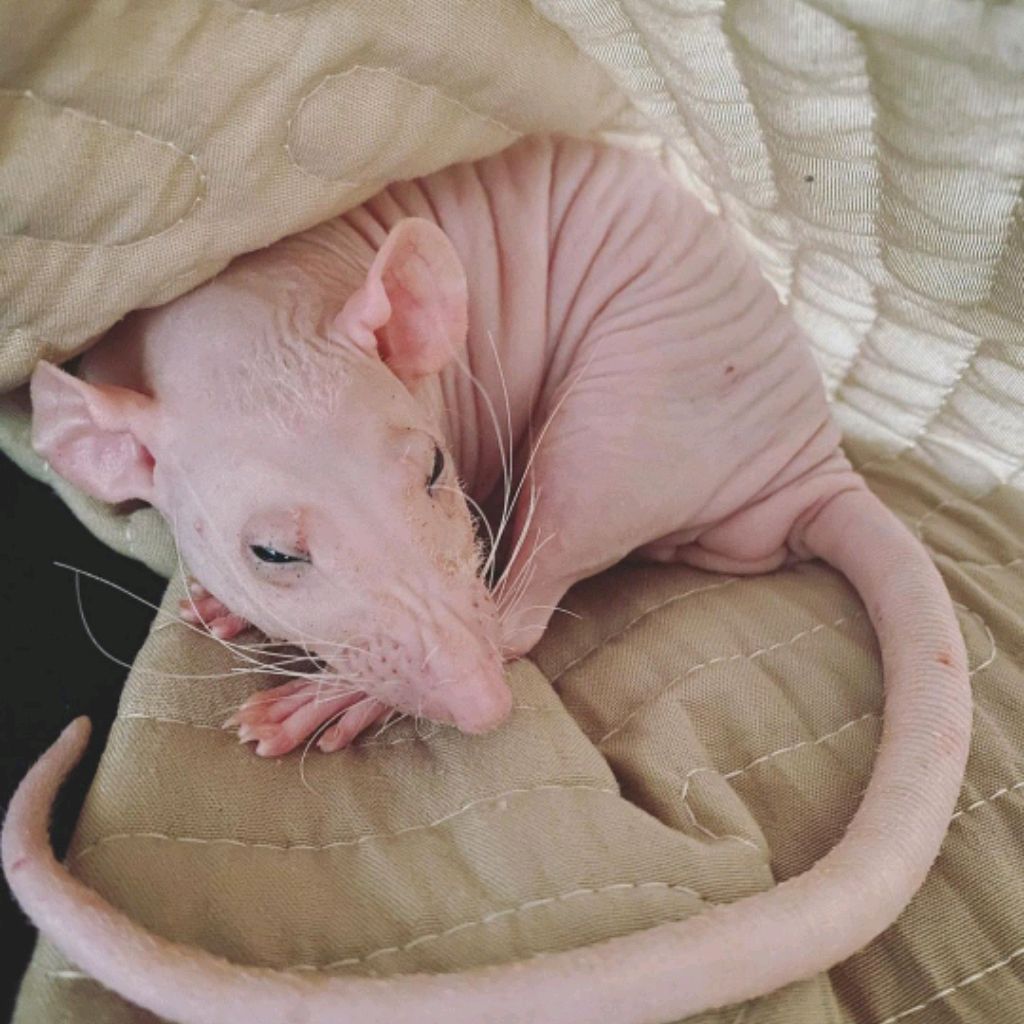 Marja