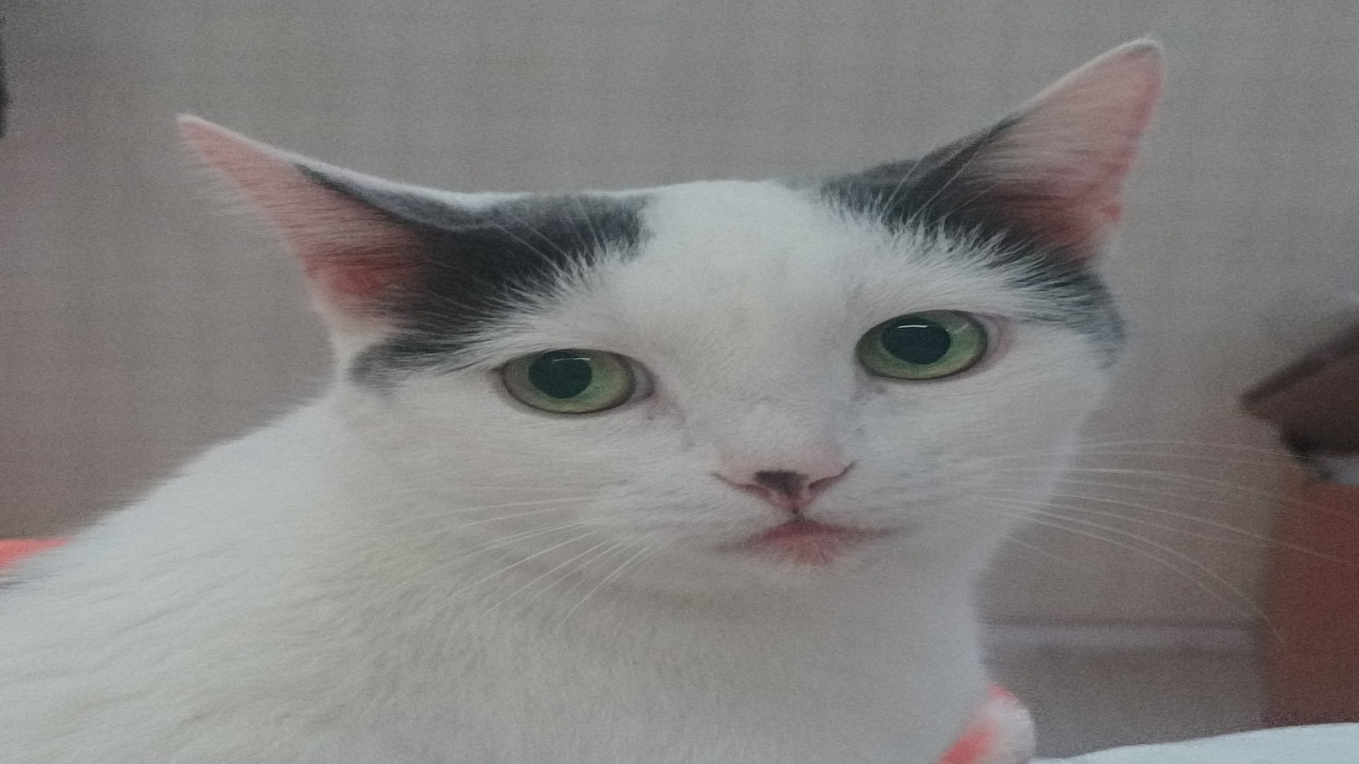 fososg
