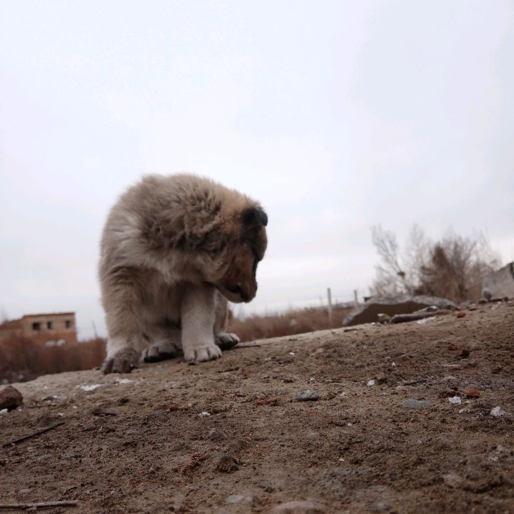 Дорамщик