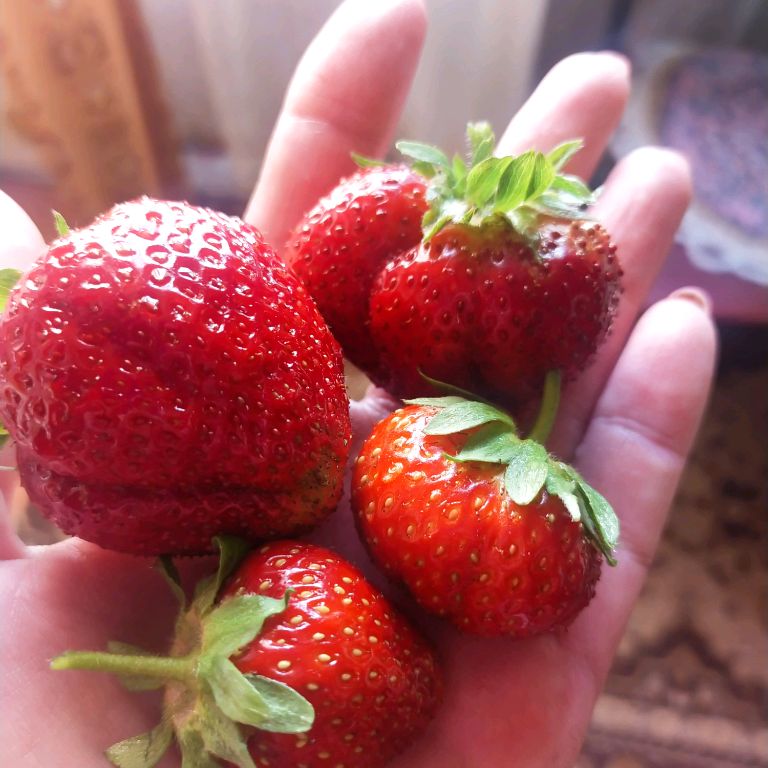 Екатерина #Дачное счастье#