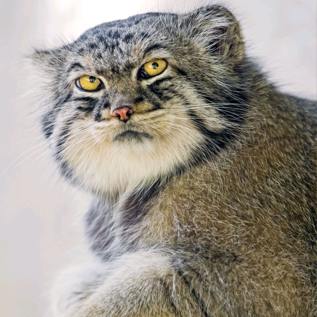 Степная кошка
