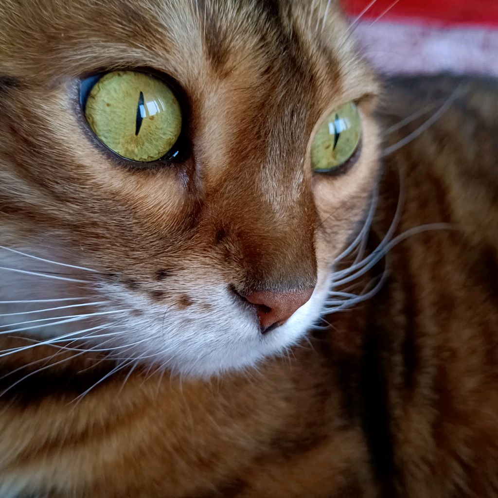 Felis_catus