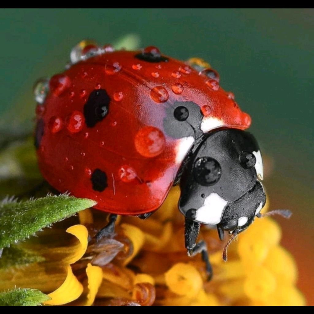 Ëшими