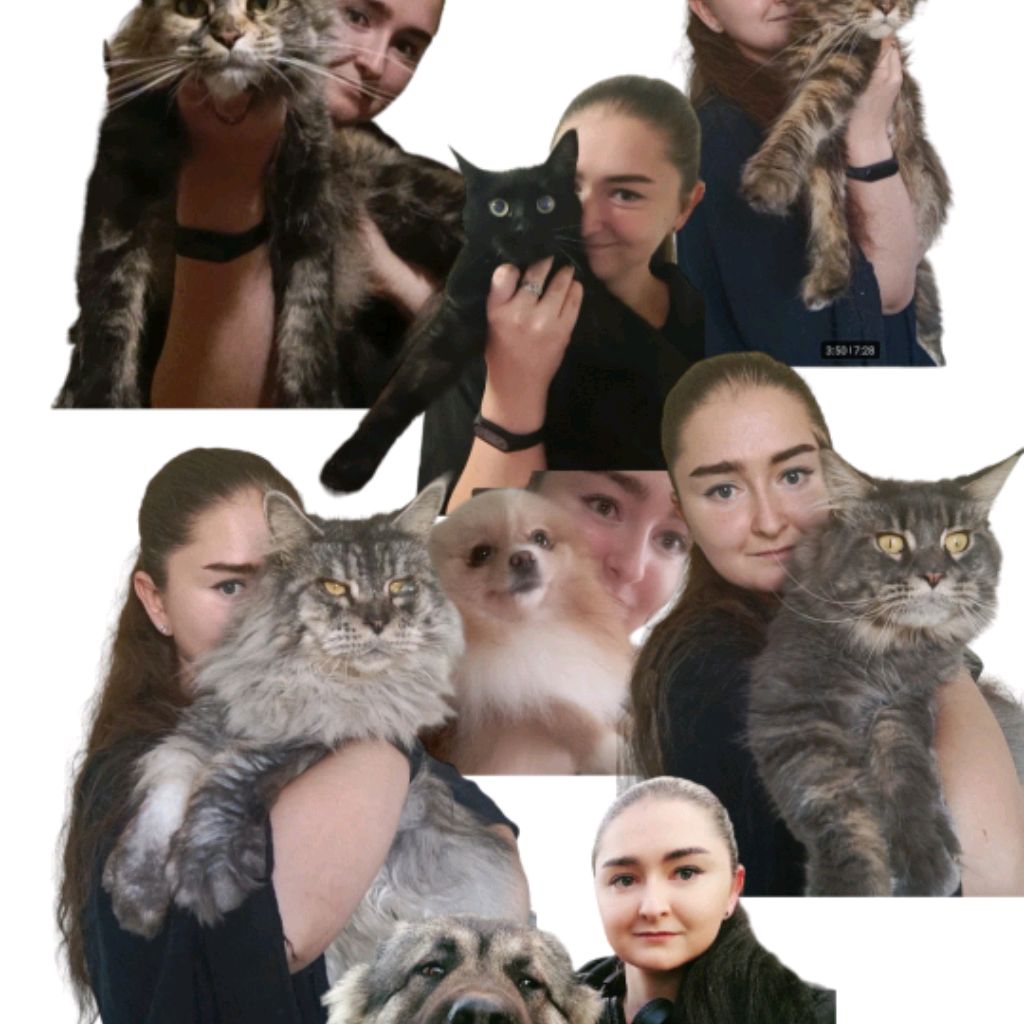 Территория котопса